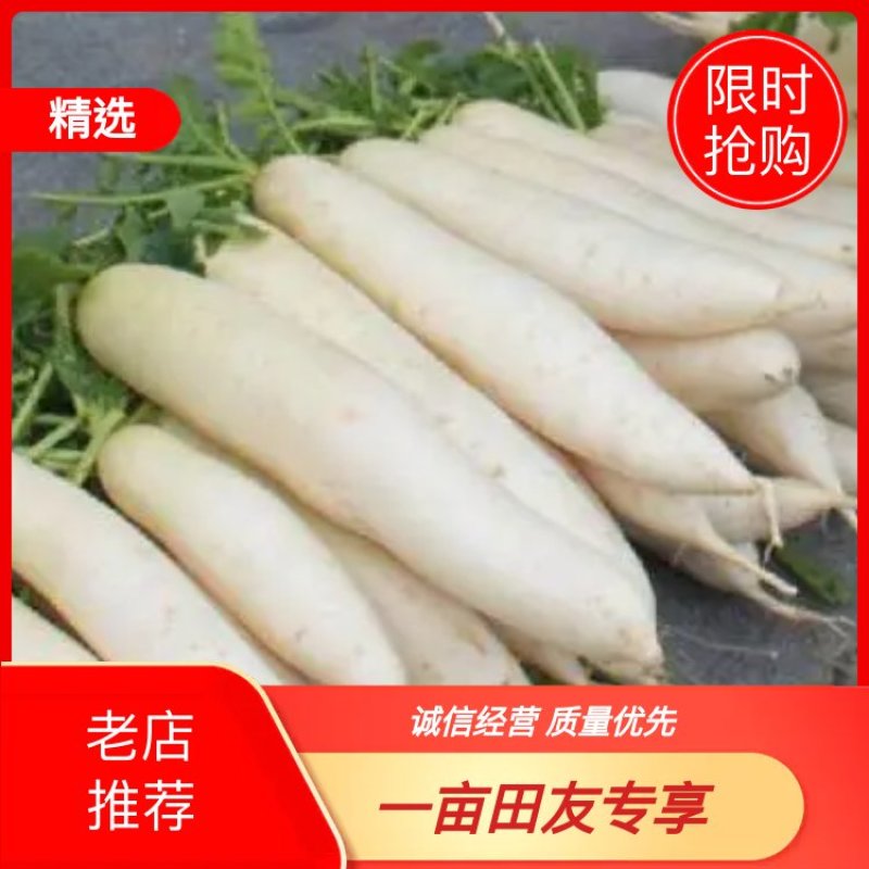 白萝卜，邯郸市萝卜基地，可水洗，基地供应，量大价优