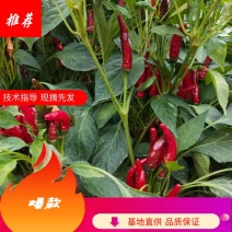 朝天椒