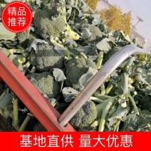 【复购高】西兰花，河南西兰花，品种齐全，大小均匀，欢迎选购