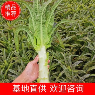 云南精品紫叶莴笋光杆大量上市中有需要的老板欢迎前来联系