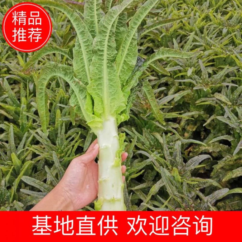 云南精品紫叶莴笋光杆大量上市中有需要的老板欢迎前来联系