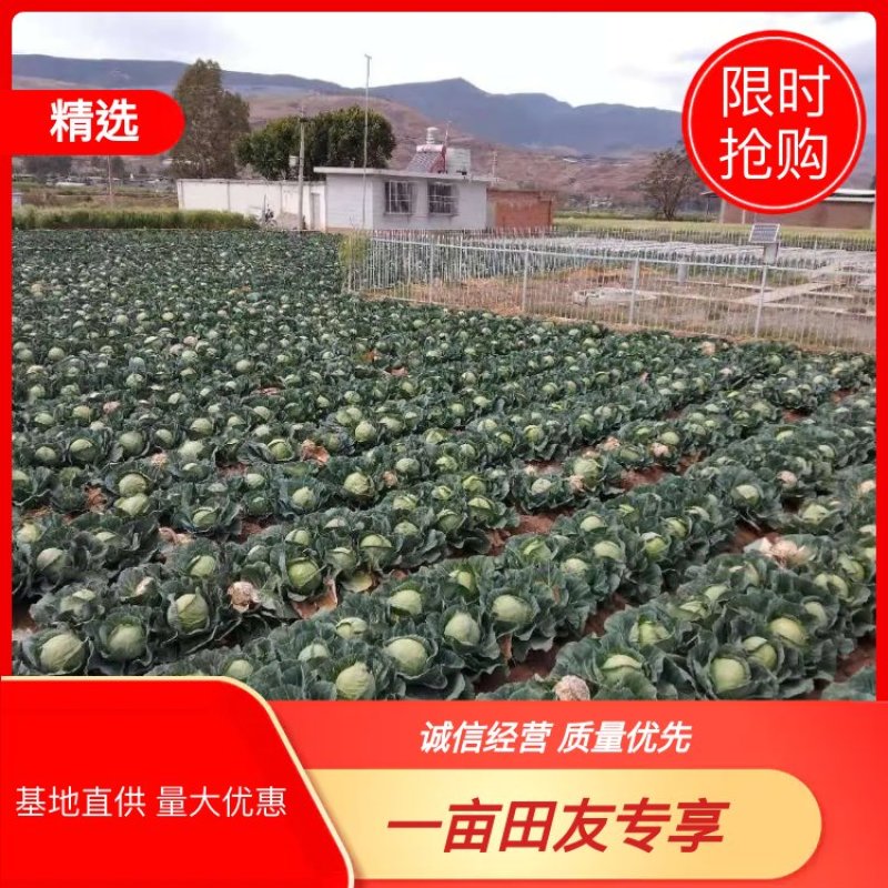 云南精品小铁头，甘蓝包菜，小包菜平顶场地直供大量有货