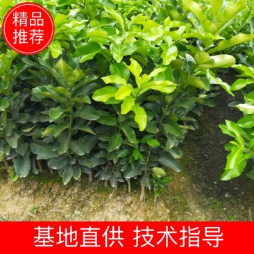 柚子苗三红蜜柚苗，沙田柚苗，柚子苗泰国红宝石