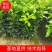柚子苗三红蜜柚苗，沙田柚苗，柚子苗泰国红宝石