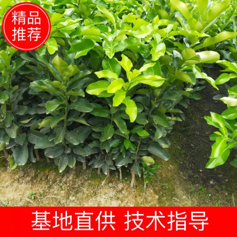 柚子苗三红蜜柚苗，沙田柚苗，柚子苗泰国红宝石