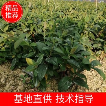 金银花苗湘蕾五号花王扦插苗（可以一次采摘完省人工）易管理