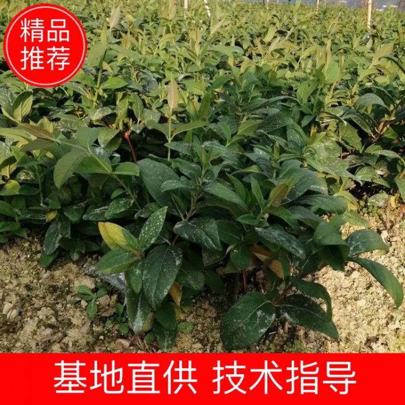 金银花苗湘蕾五号花王扦插苗（可以一次采摘完省人工）易管理