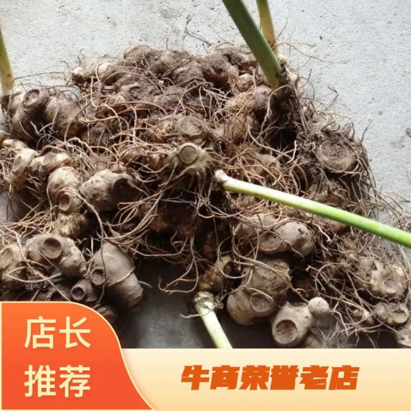 大量多花姜型甜黄精商品出售品种保证诚信经营合作共赢