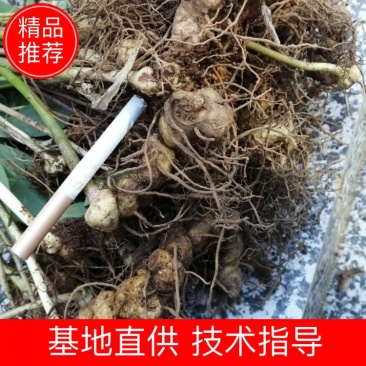 湖南多花姜形黄精种苗（药食两用包回收包技术指导量大从优）