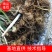湖南多花姜形黄精种苗（药食两用包回收包技术指导量大从优）