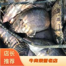 桂鱼桂鱼鳜鱼品质保证，价格，专业配送钓场