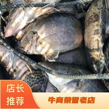 桂鱼桂鱼鳜鱼品质保证，价格优惠，专业配送钓场