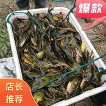 黄颡鱼品质保证价格，可送货，专业配送钓场