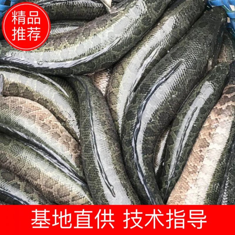 湖州黑鱼适应性强进食生猛活性足可玩路亚台钓可送货价格优惠