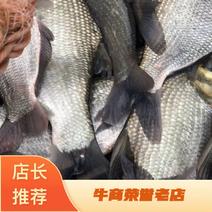 鳊鱼鱼塘一手价格货量大全年能供成活率高活性好钓场专用