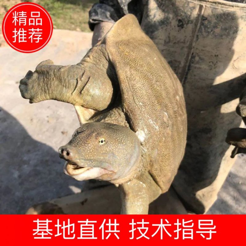 浙江生态甲鱼专业配送垂钓及食用都行大小规格齐全活性好成活