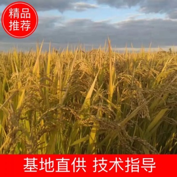 东北响水石板大米核心产区，稻花香2号水稻