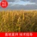 东北响水石板大米核心产区，稻花香2号水稻