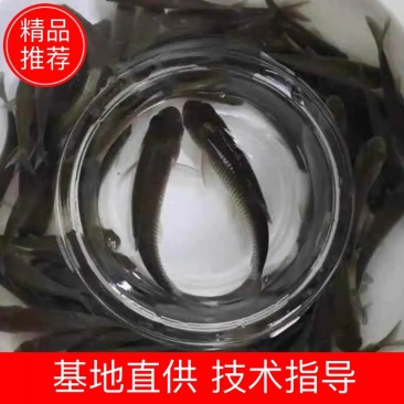 草鱼苗3到15公分规格齐全基地直销送货上门
