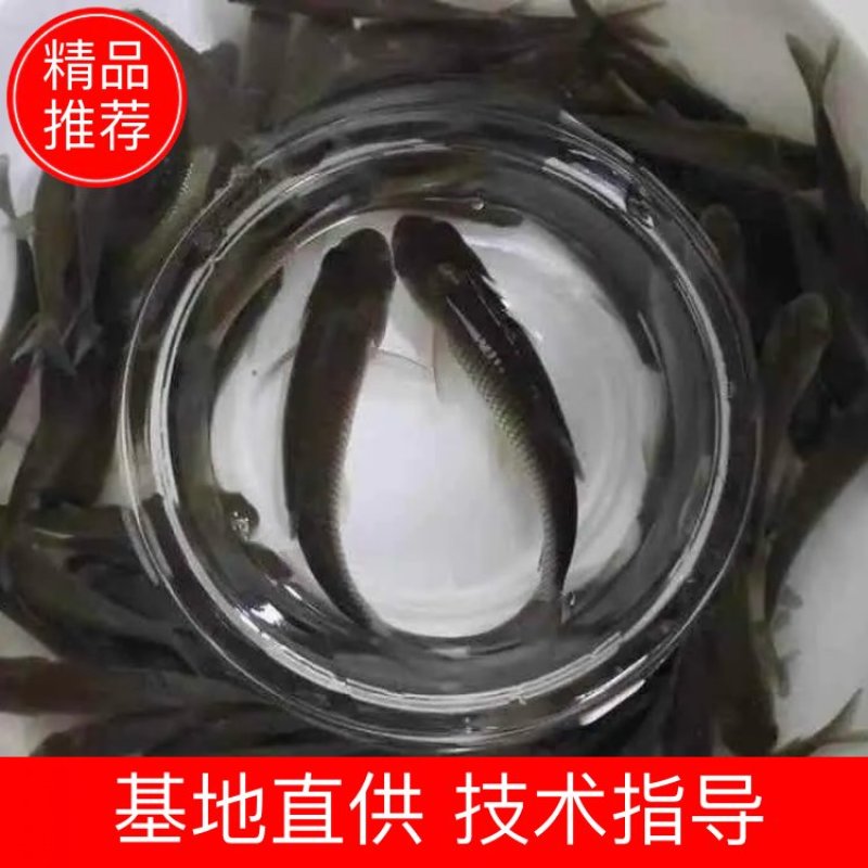 草鱼苗3到15公分规格齐全基地直销送货上门