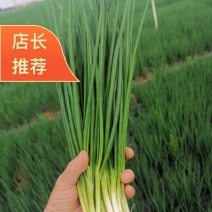 云南小香葱白根黑葱四季葱精葱全年发货产地直发
