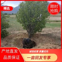 山杏地径5-30公分张家口地区山杏树货源价格便宜