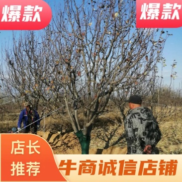14-16公分精品八棱海棠怀来县原产地货源