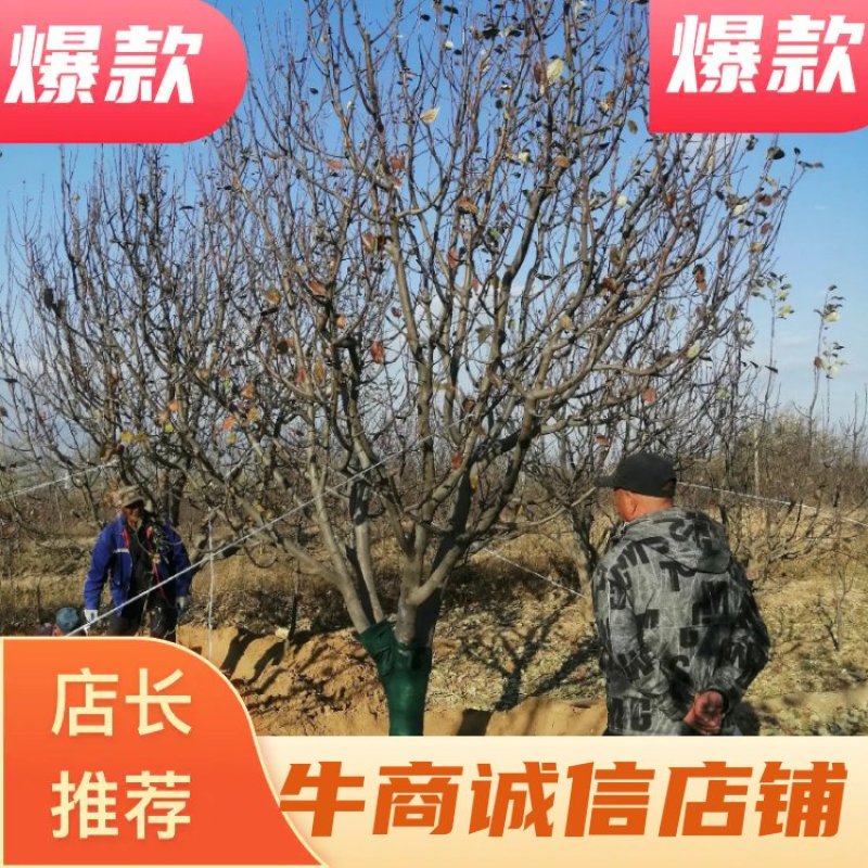 14-16公分精品八棱海棠怀来县原产地货源