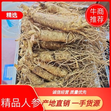 人参，新鲜人参，吉林长白山新鲜人参，东北特产药材煲汤
