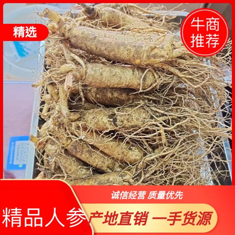 人参，新鲜人参，吉林长白山新鲜人参，东北特产药材煲汤
