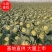 【好货推荐】甘蓝，精品圆包菜，万亩产地直供一手货源