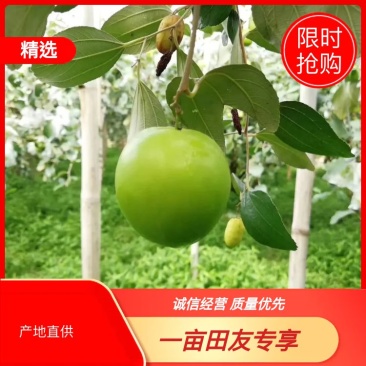 福建贵妃牛奶枣礼盒装送礼产地直发线上线下社团一件代发