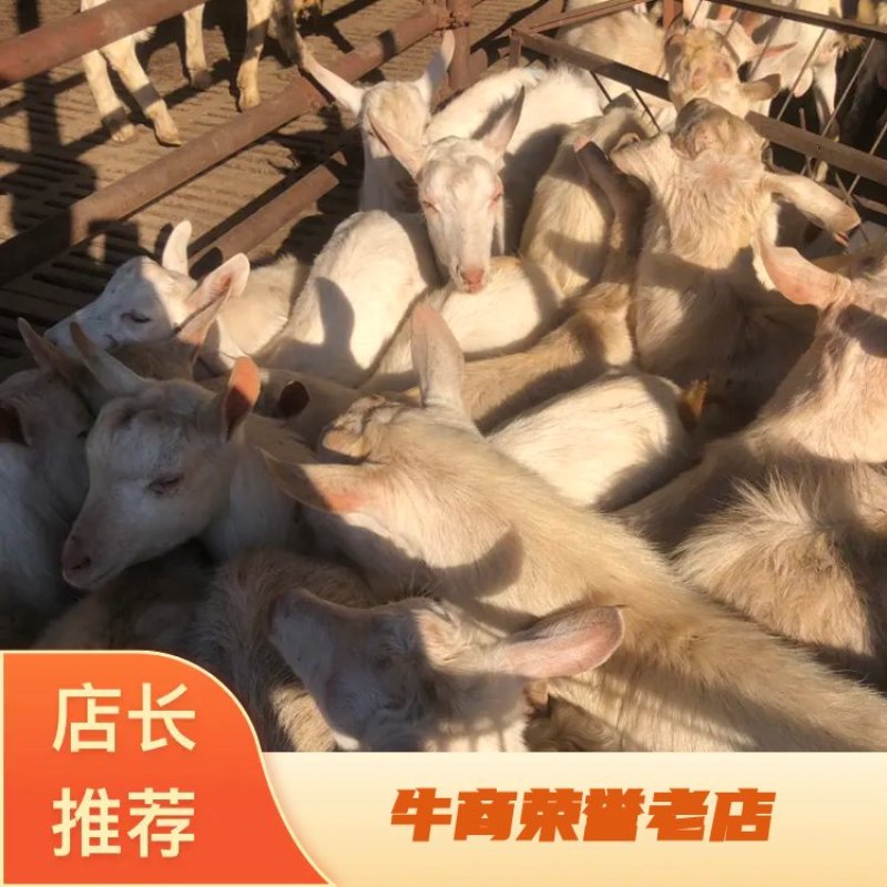 带皮山羊酮体，绵羊酮体，扒皮山羊酮体。量大从优