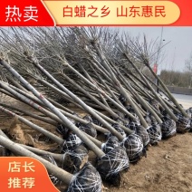 （白蜡之乡）3-20公分速生白蜡，诚信第一，质量保证