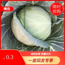 云南精品小铁头，甘蓝包菜，小包菜平顶场地直供大量有货
