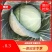 云南精品小铁头，甘蓝包菜，小包菜平顶场地直供大量有货