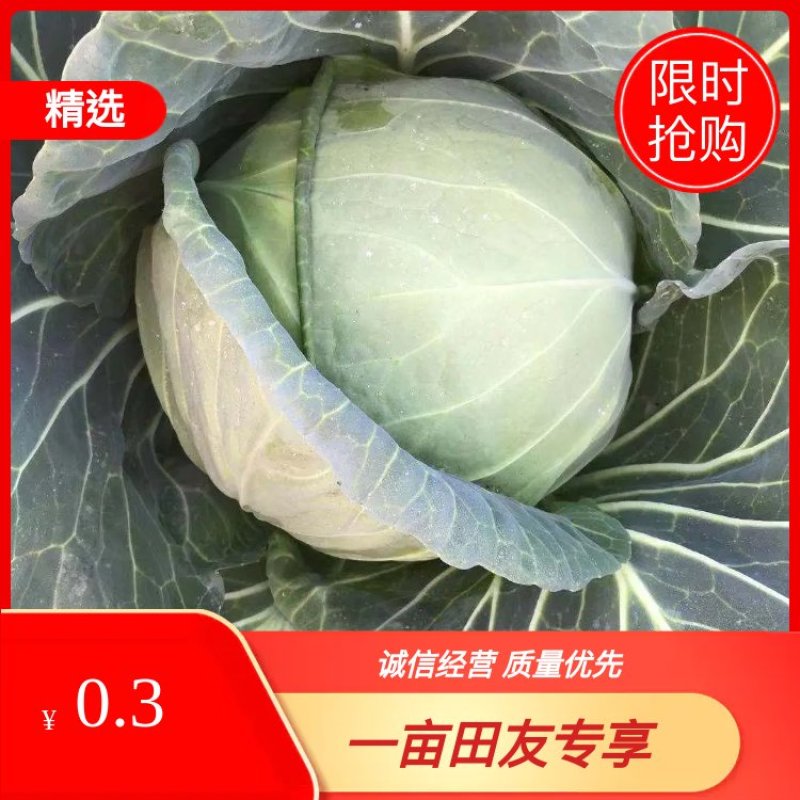 云南精品小铁头，甘蓝包菜，小包菜平顶场地直供大量有货