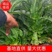 云南高原精品紫叶莴笋香笋产地货量充足可长期供货