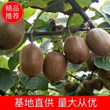 【精品】徐香猕猴桃大量上市支持视频货源充足承接各平台