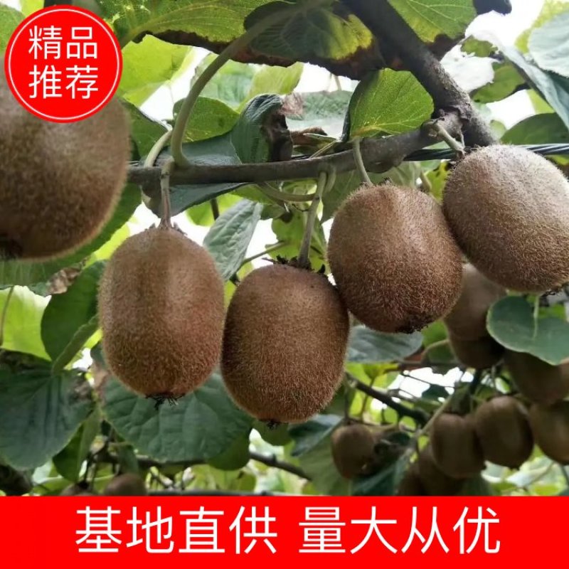 【精品】徐香猕猴桃大量上市支持视频货源充足承接各平台