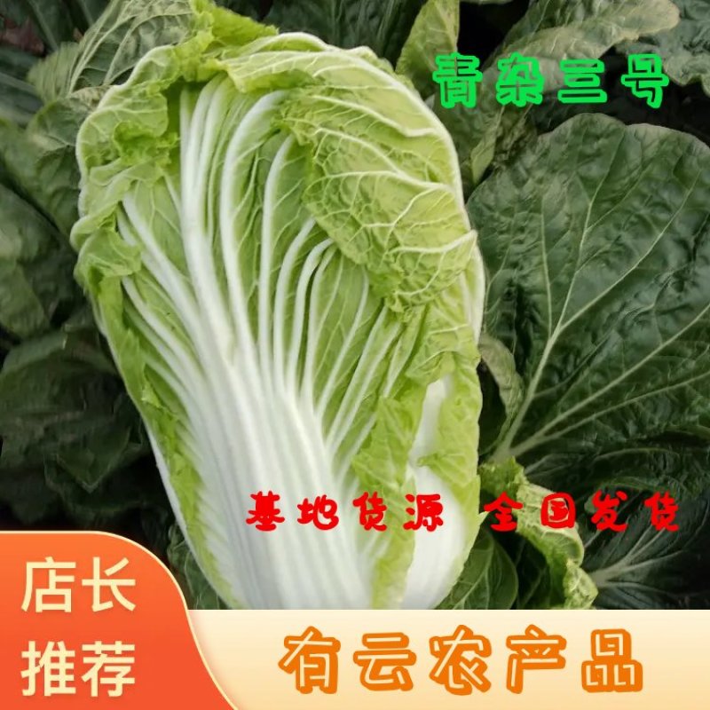 黄心白菜~青杂3号白菜专业代发电商平台超市加工厂~泡菜厂