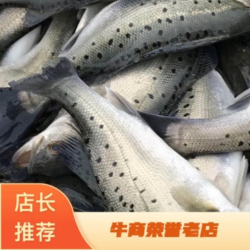 海鲈鱼皮毛好，垂钓专用，品质保证，塘口直供