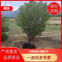 山杏山杏树价格地径3-25公分山杏树根据用量报上车价