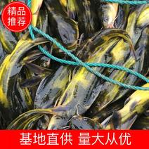 黄颡鱼，垂钓专用，品质保证，塘口直供，可送货