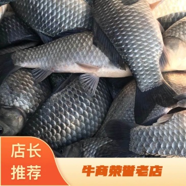 鲫鱼中科三号钓场专用规格齐全，成活率高塘口直供可送货