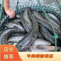 黑鱼品质保证，垂钓专用，价格，可长期供货