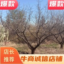 山杏精品山杏树地径6-25公分河北货源