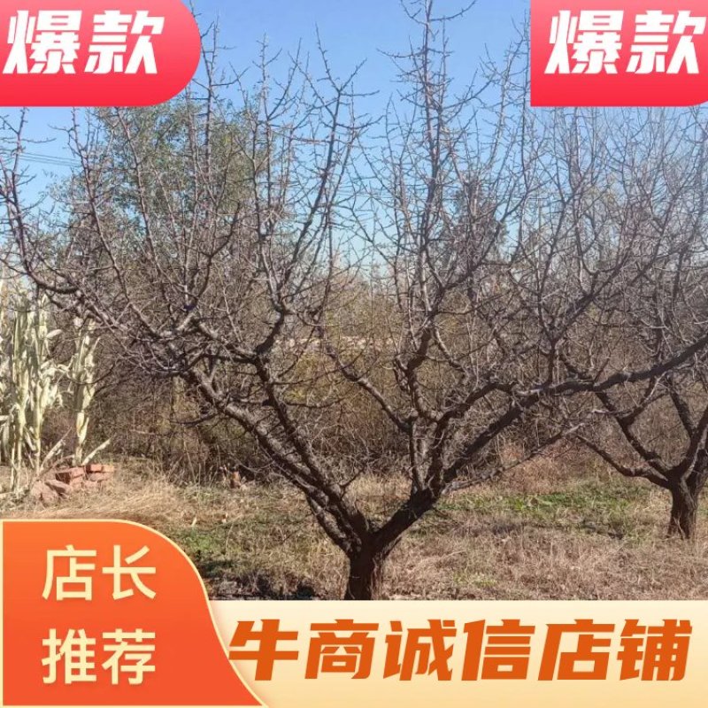 山杏精品山杏树地径6-25公分河北货源