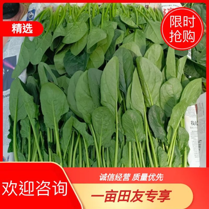 山东【滨州惠民】大叶菠菜上市中，大量供货，欢迎实地考察