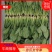 滨州惠民精品菠菜15-2020~25厘米35左大叶菠菜